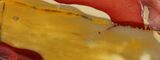 Polished Mookaite Jasper Slab - Australia #110265-1